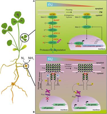 Exploring Legume-Rhizobia Symbiotic Models for Waterlogging Tolerance